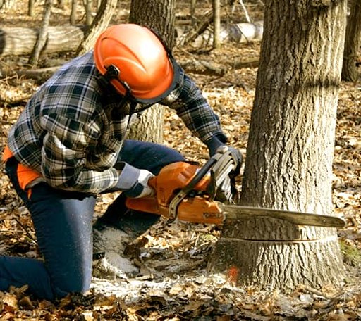 Tree Removal in Walker, KS